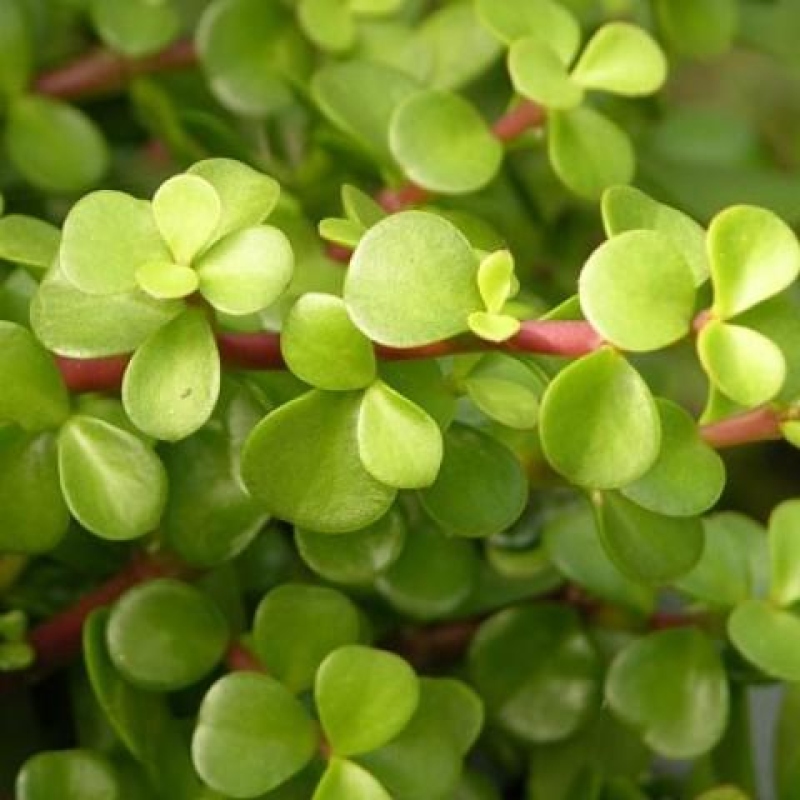 Izbové bonsaje - Portulakaria Afra - Tlustice