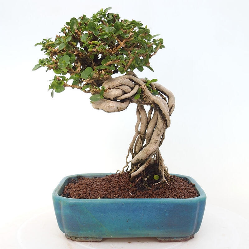 Izbová bonsai - Premna serratifolia - Kozlovoň malolistá
