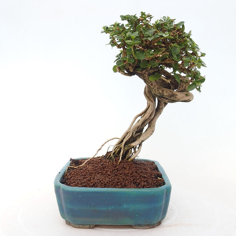 Izbová bonsai - Premna serratifolia - Kozlovoň malolistá