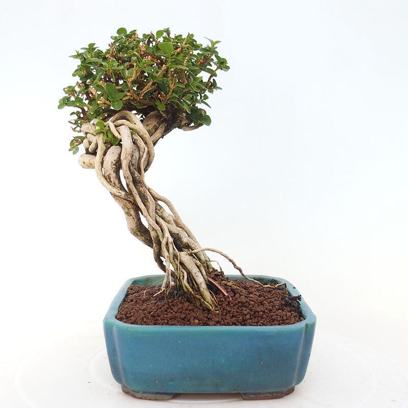 Izbová bonsai - Premna serratifolia - Kozlovoň malolistá