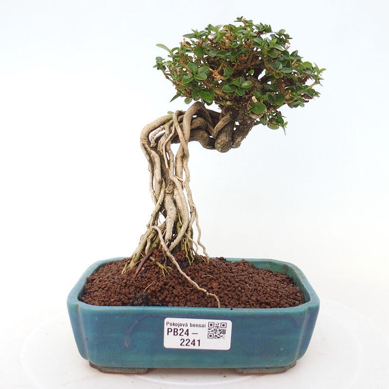 Izbová bonsai - Premna serratifolia - Kozlovoň malolistá