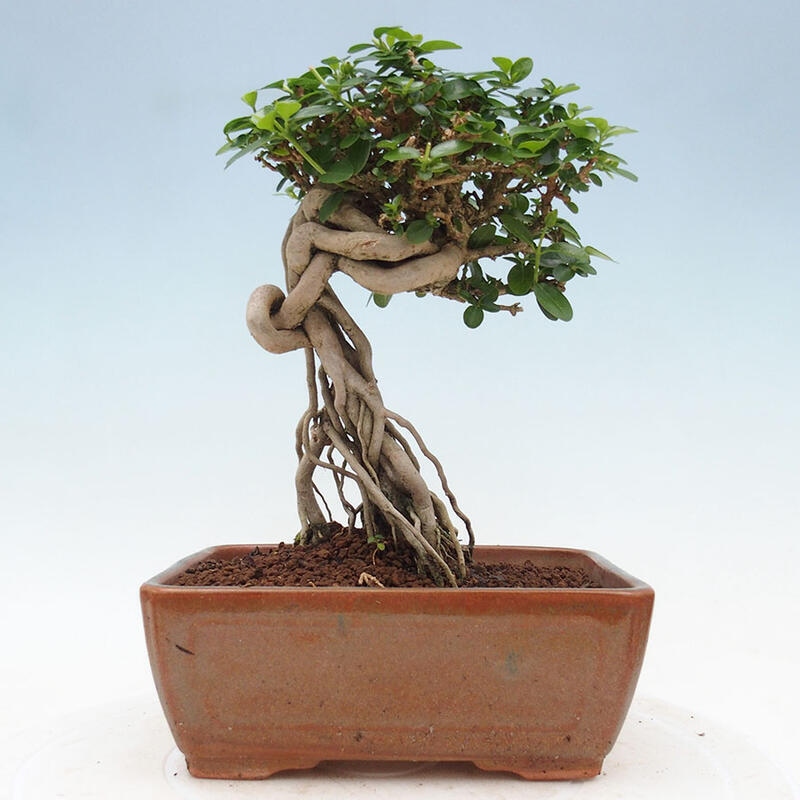 Izbová bonsai - Premna serratifolia - Kozlovoň malolistá