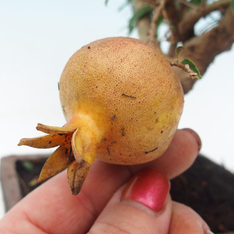 Izbová bonsai-Punic granatum nana-Granátové jablko