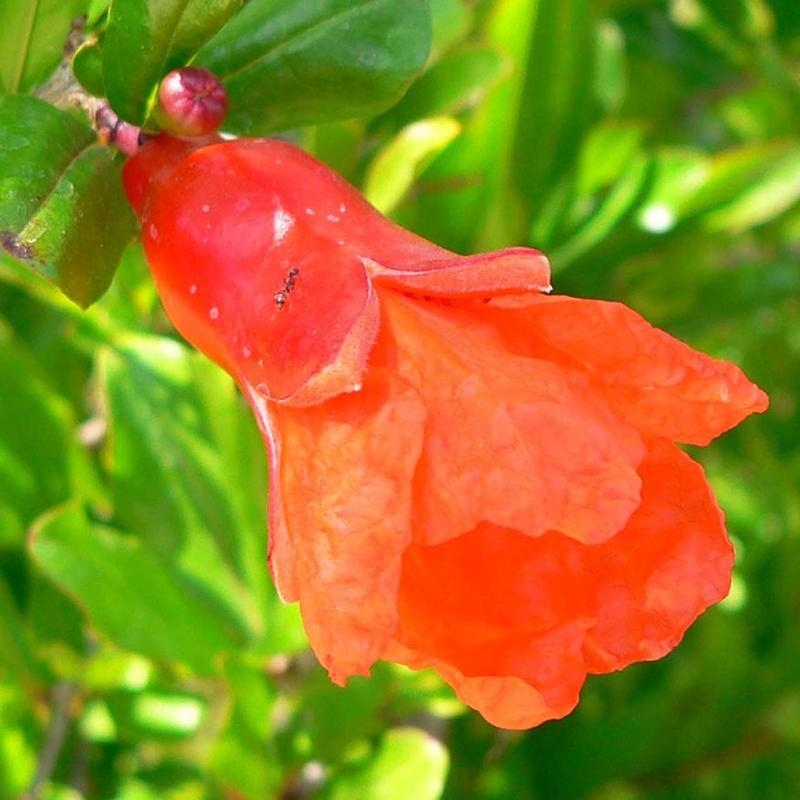 Izbový bonsaj-PUNICA granatum nana-Granátové jablko