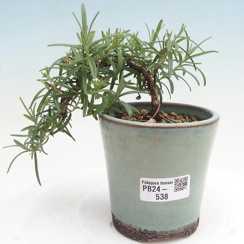 Izbová bonsai - Rozmarín lekársky-Rosmarinus officinalis