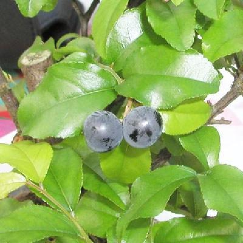 Kokedama s miskou – Sagerécie thea – Sagerécie thea