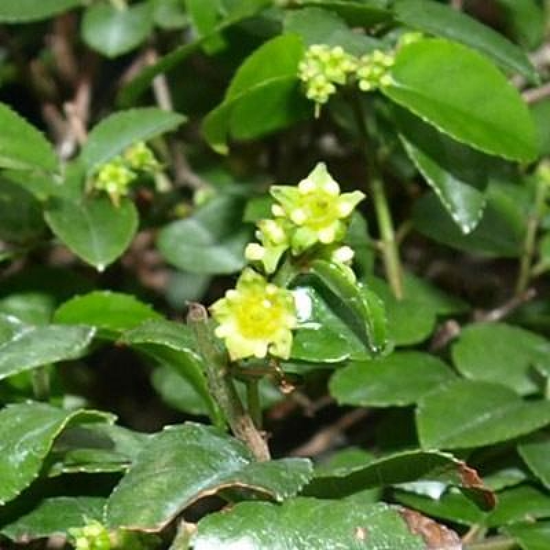 Kokedama s miskou – Sagerécie thea – Sagerécie thea