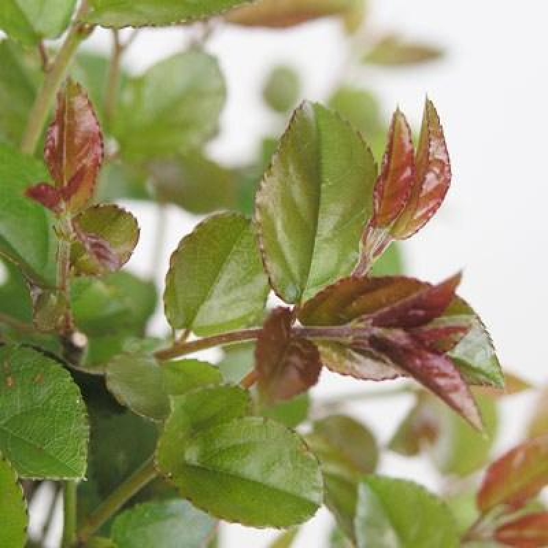 Kokedama s miskou – Sagerécie thea – Sagerécie thea