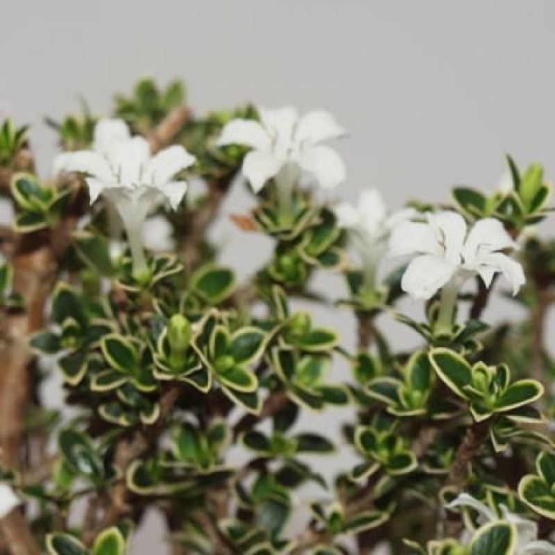 Izba bonsai – Serissa foetida Variegata – Strom tisíc hviezd