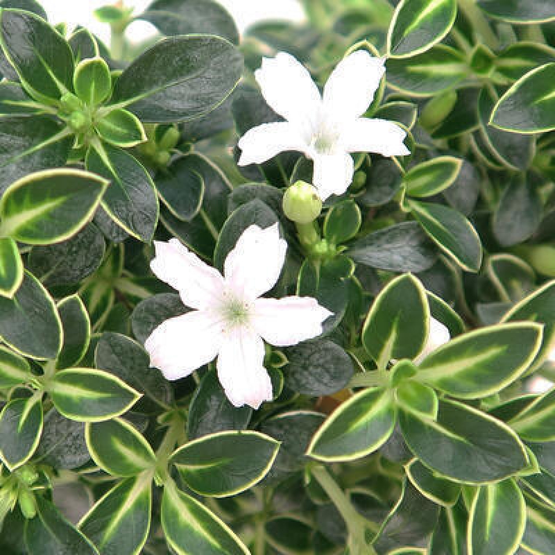 Izbová bonsai - Serissa foetida Variegata - Strom tisíce hviezd