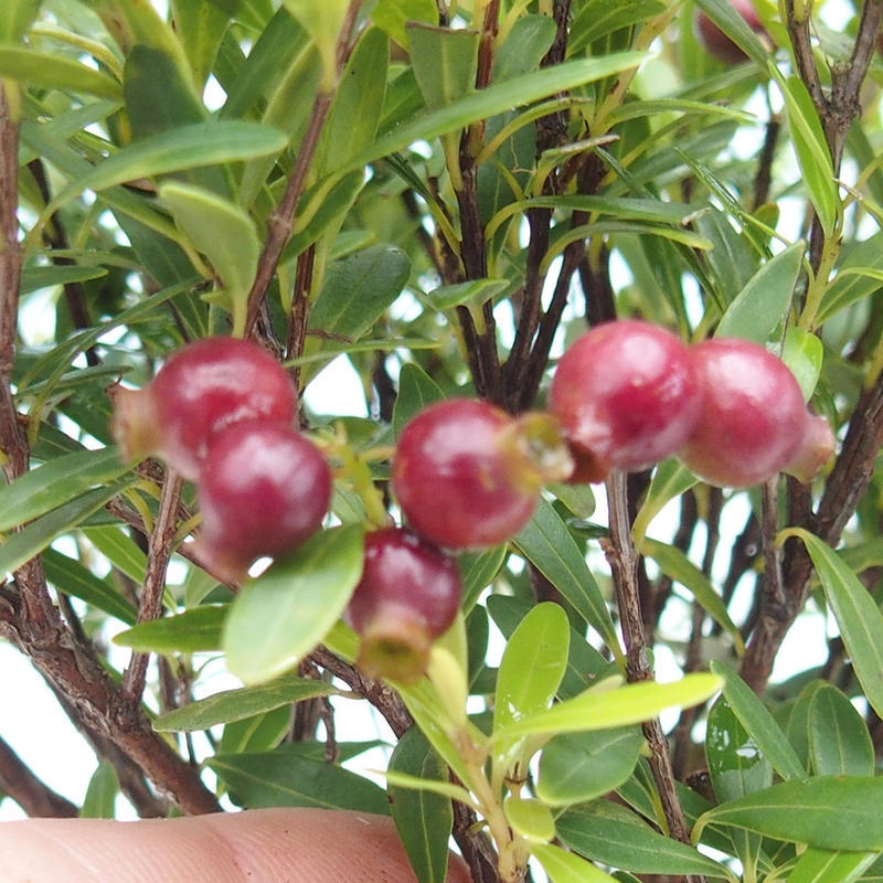 Izbové bonsaje - Syzygium - Pimento