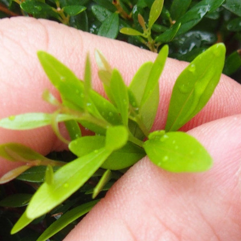 Izbové bonsaje - Syzygium - Pimento