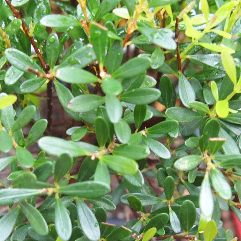 Izbové bonsaje - Syzygium - Pimento