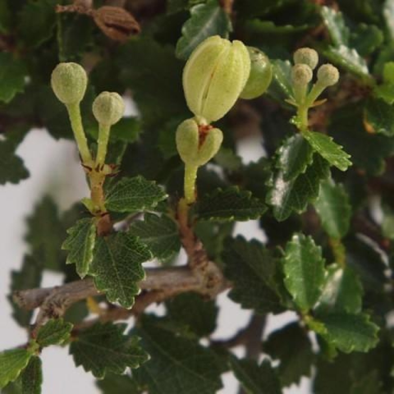 Izbový bonsaj - Ulmus parvifolia - brest malolistý