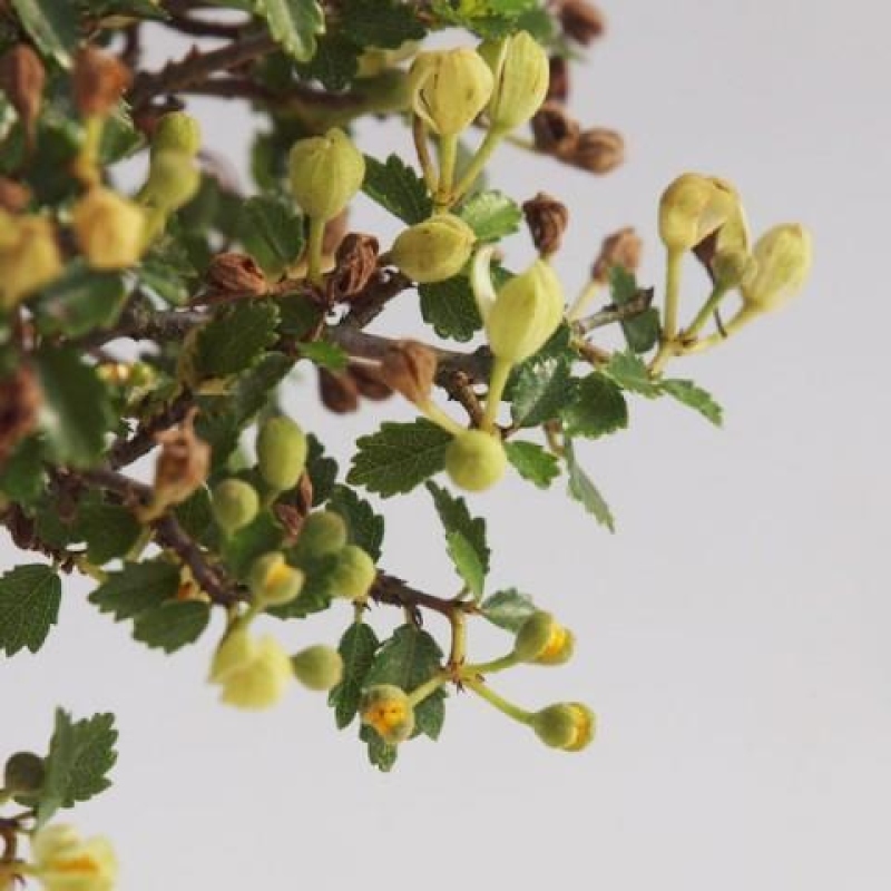 Izbový bonsaj - Ulmus parvifolia - brest malolistý