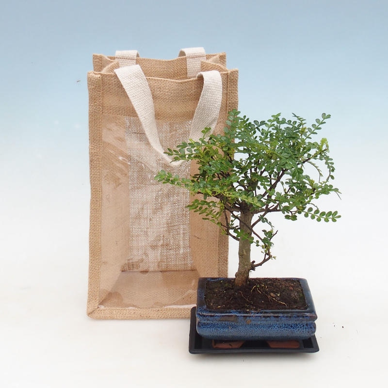Izbová bonsai v darčekovej taške - JUTA Zantoxylum piperitum - Piepor