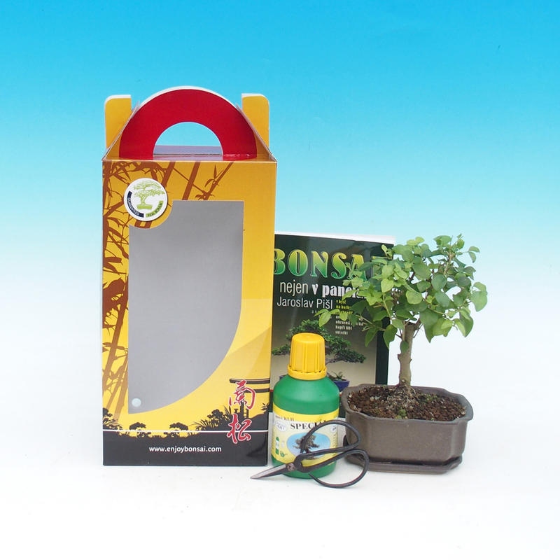  Ligustrum chinensiss - Stále zelený vtáčí zob