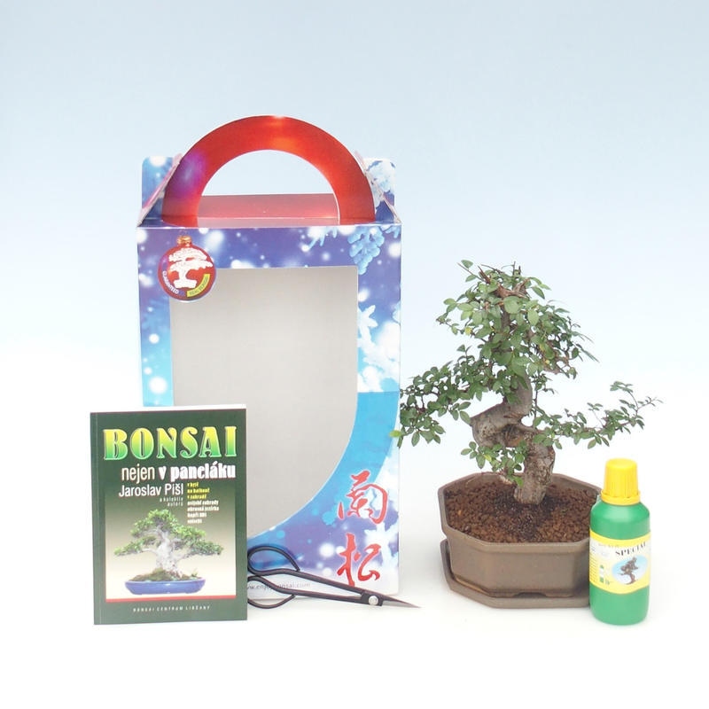 Ficus retusa - Fikus malolistá Ulmus parvifolia - Brest čínsky