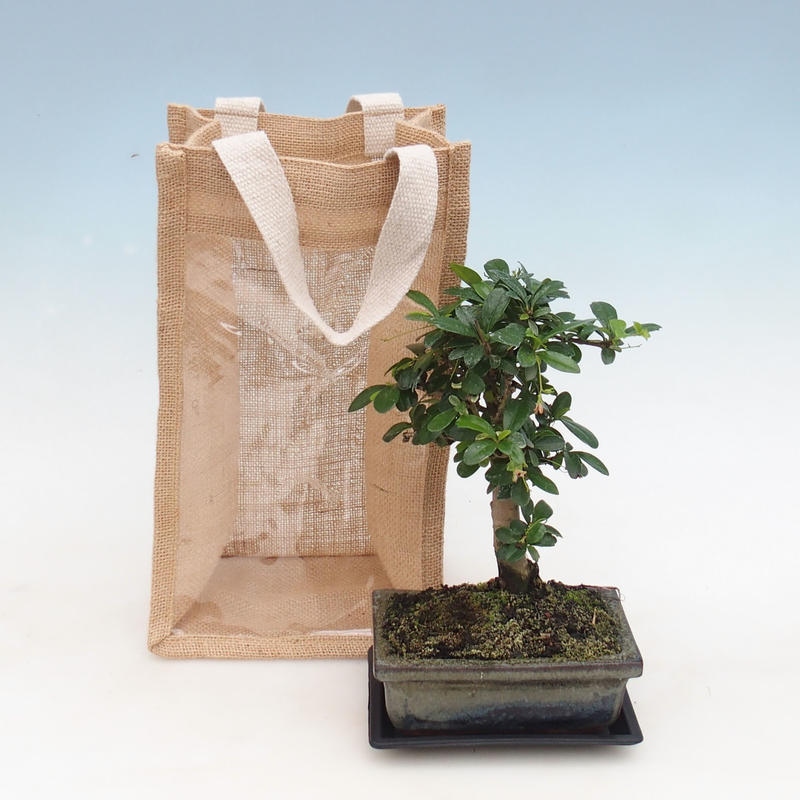 Izbová bonsai v darčekovej taške - JUTA Carmona-čaj fuki