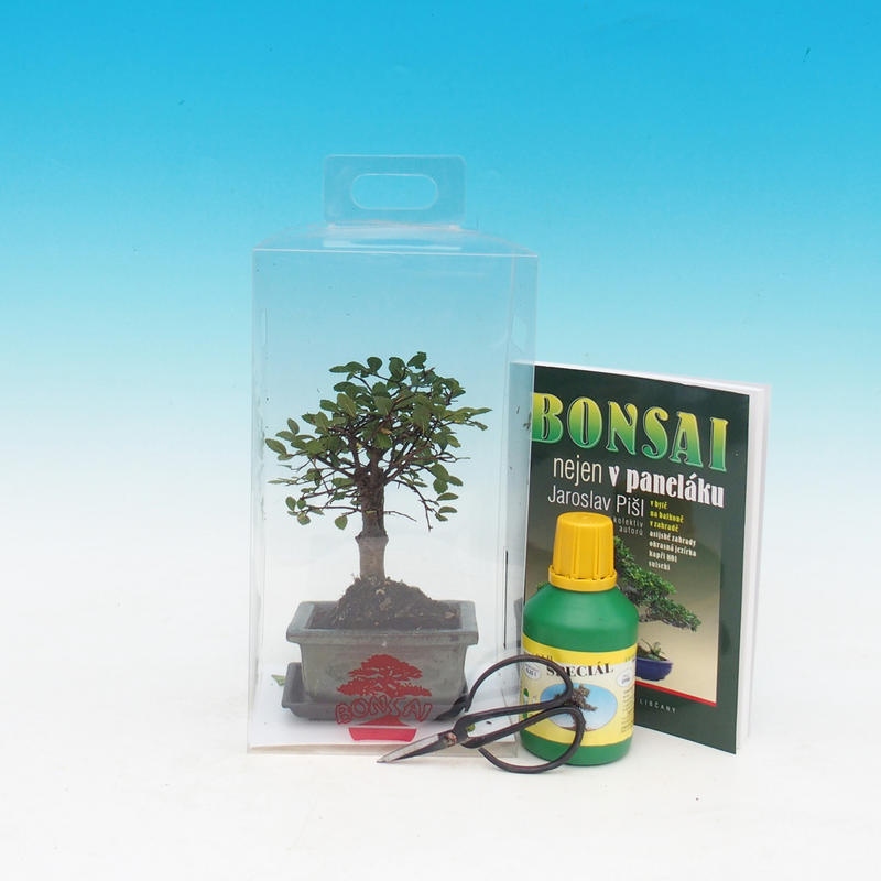 Izbová bonsai v darčekovej krabičke
