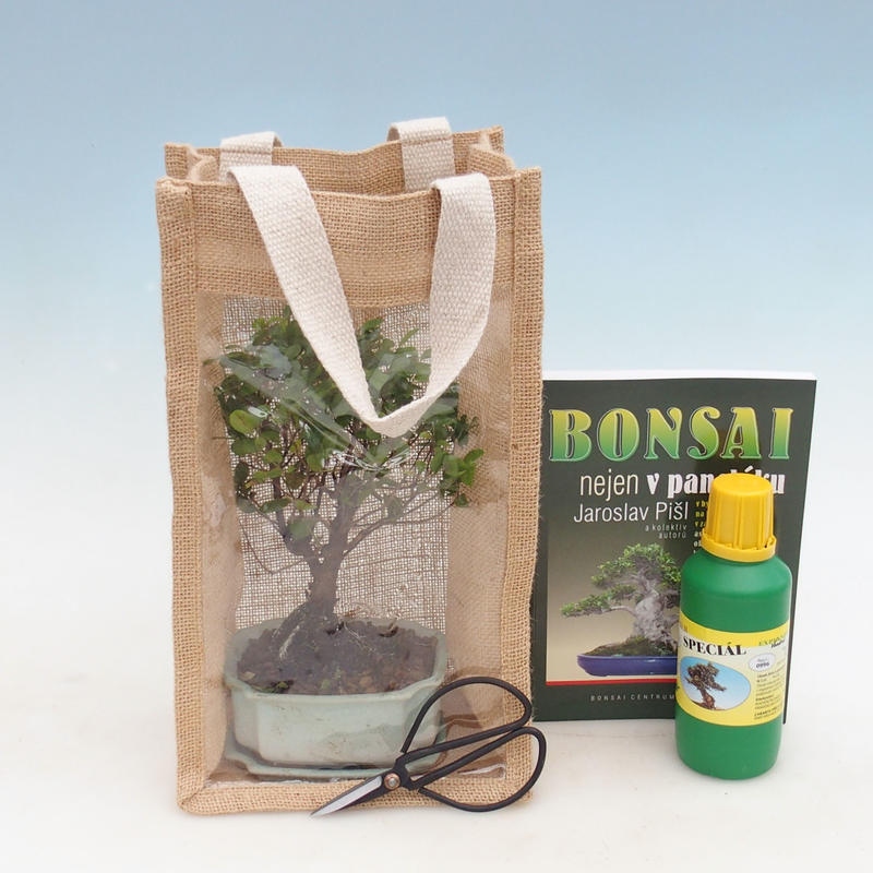 Izbová bonsai v darčekovej taške - JUTA