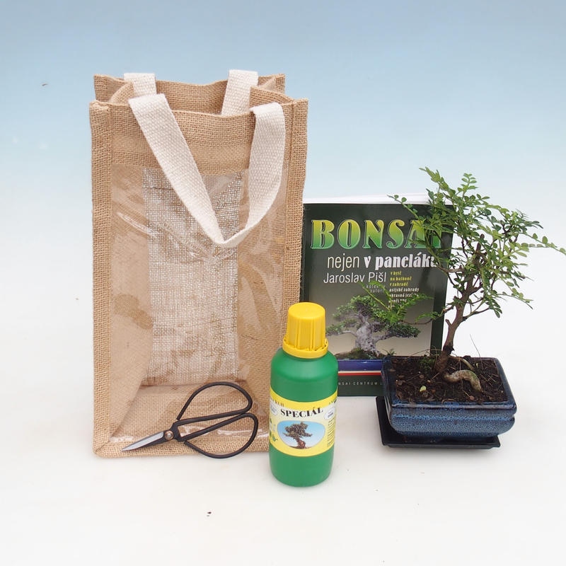 Izbová bonsai v darčekovej taške - JUTA