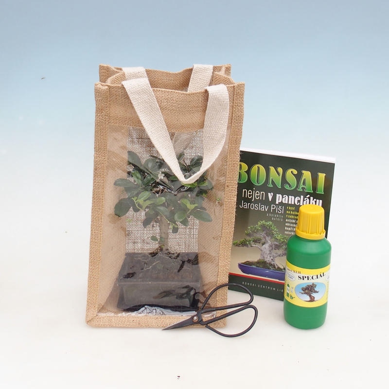 Izbová bonsai v darčekovej taške - JUTA