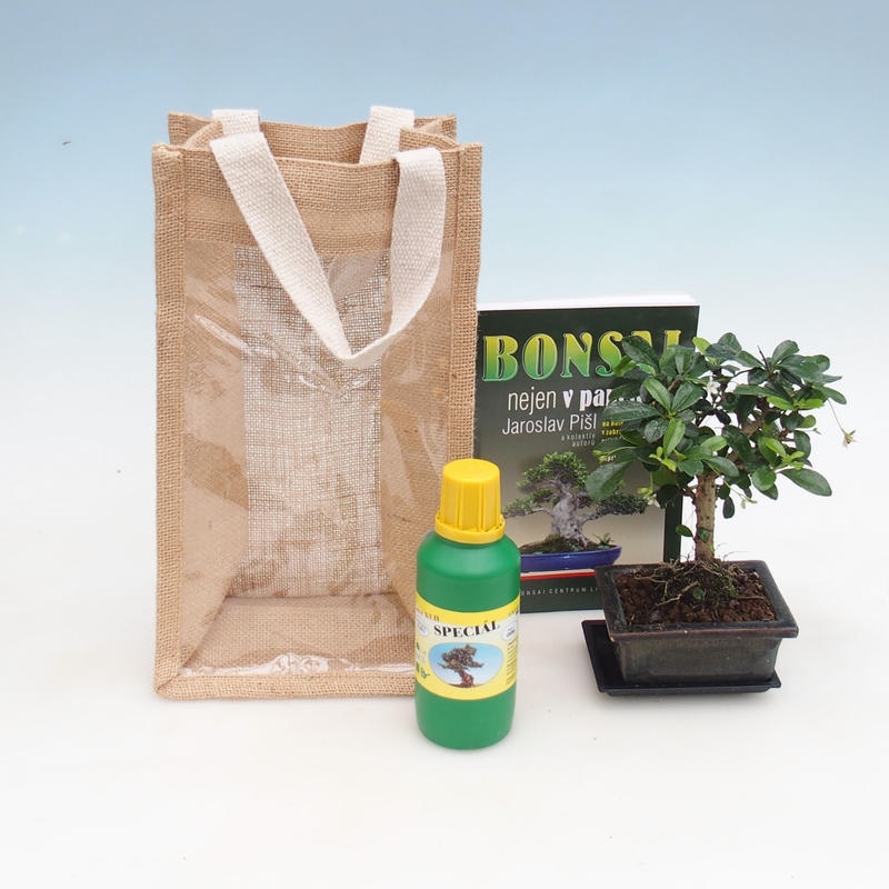Izbová bonsai v darčekovej taške - JUTA