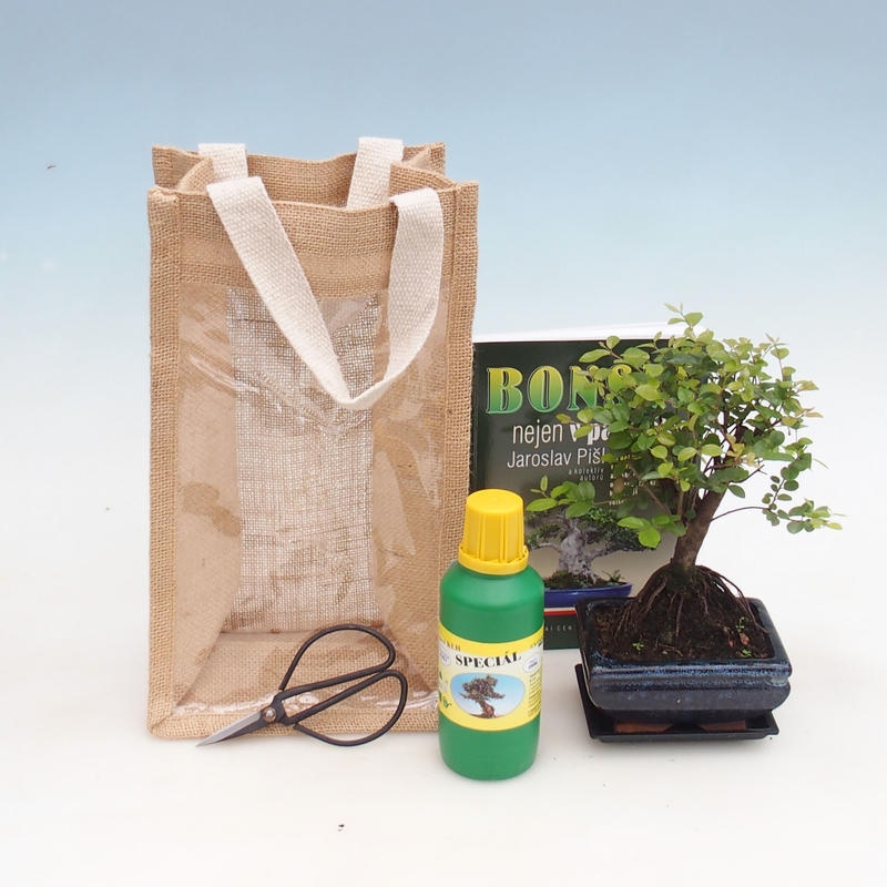 Izbová bonsai v darčekovej taške - JUTA Sagerecie čajová - Sageretia thea