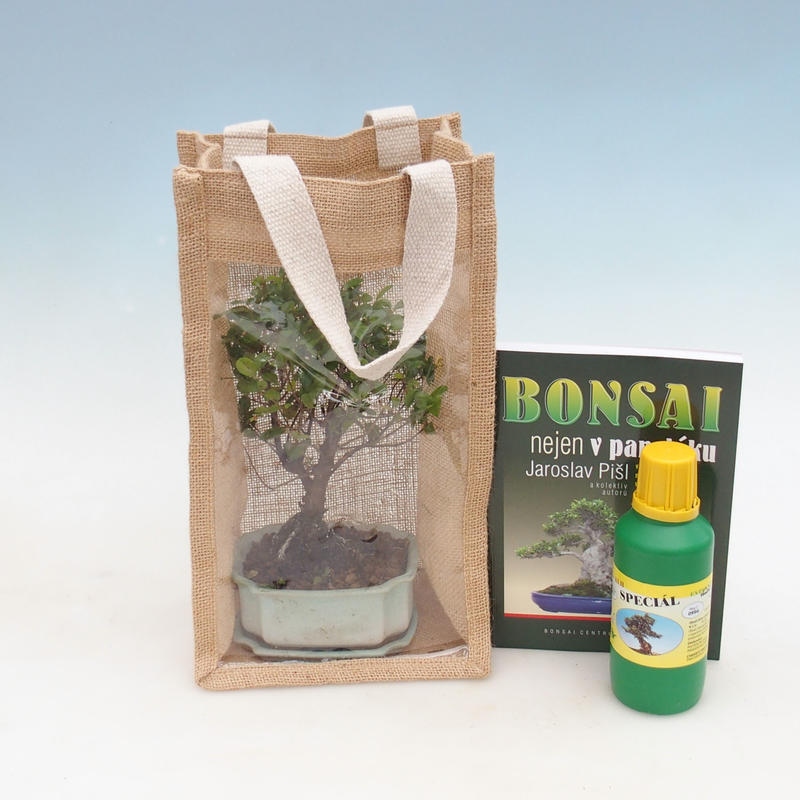 Izbová bonsai v darčekovej taške - JUTA