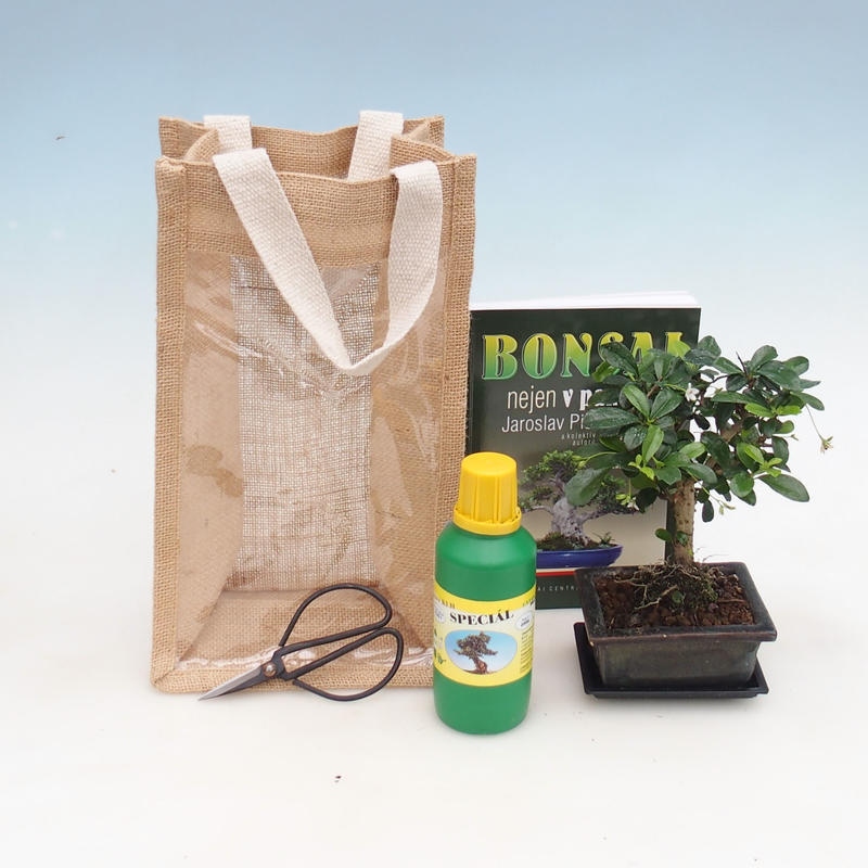 Izbová bonsai v darčekovej taške - JUTA Carmona - čaj fuki
