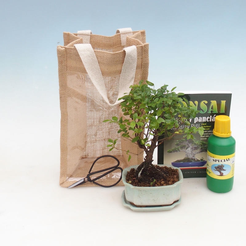 Izbová bonsai v darčekovej taške - JUTA Sagerecie čajová - Sageretia thea