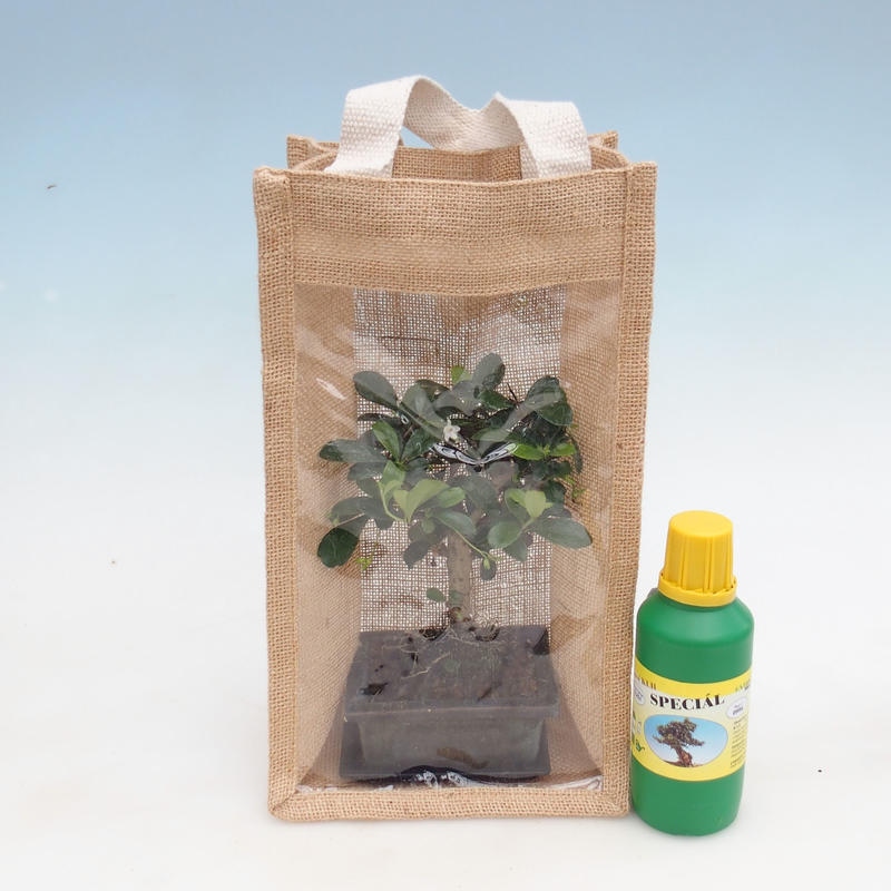 Izbová bonsai v darčekovej taške - JUTA