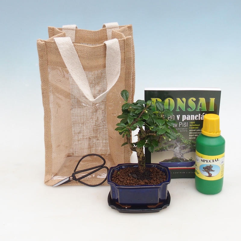Izbová bonsai v darčekovej taške - JUTA Carmona-čaj fuki