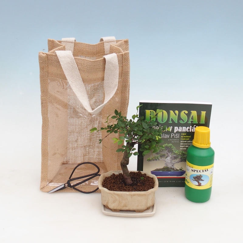 Izbová bonsai v darčekovej taške - JUTA Ulmus parvifolia-izbový brest