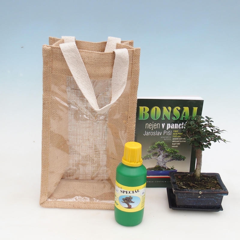 Izbová bonsai v darčekovej taške - JUTA Ulmus parvifolia-izbový brest