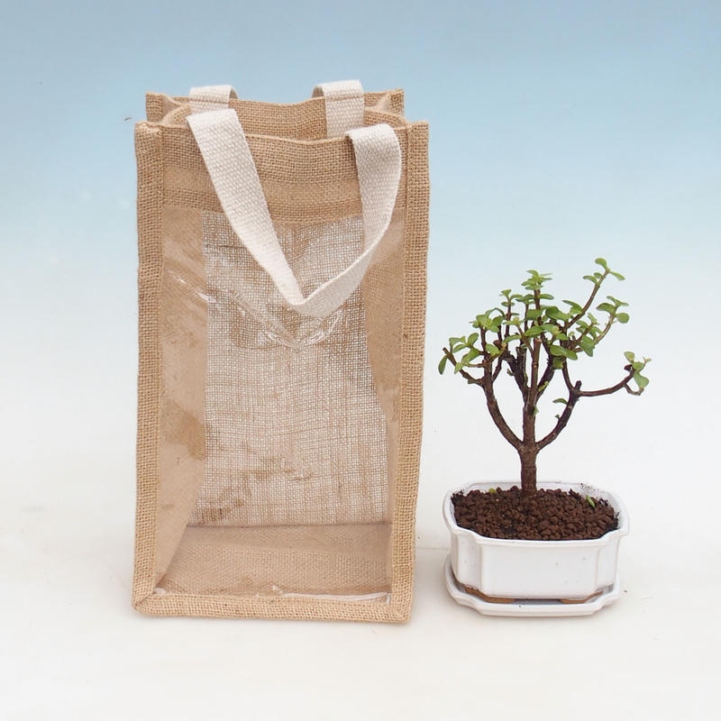 Izbová bonsai v darčekovej taške - JUTA Portulakaria Afra - Tlustice