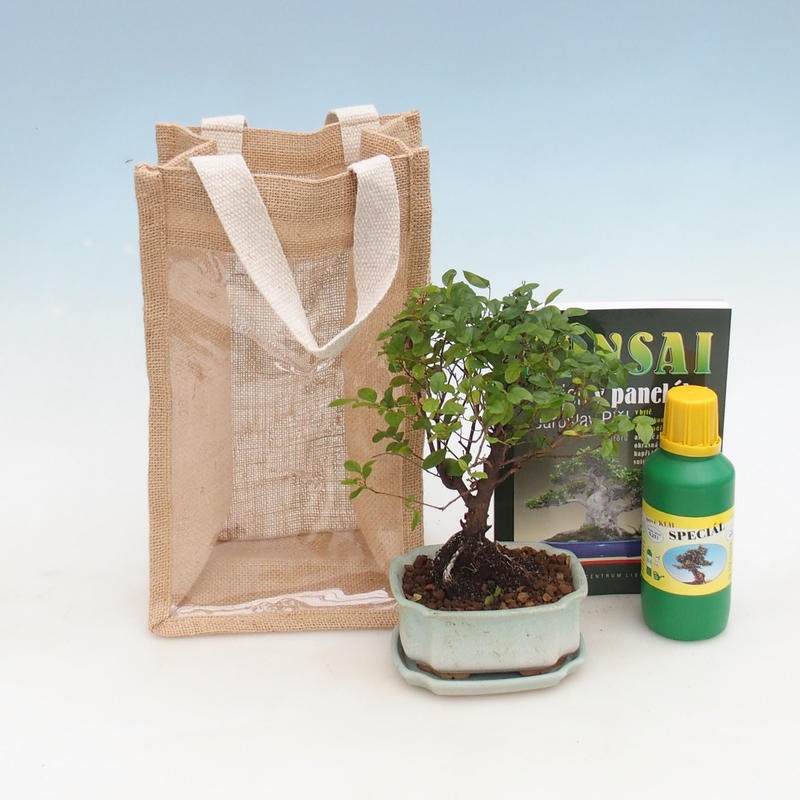 Izbová bonsai v darčekovej taške - JUTA Sagerecie čajová - Sageretia thea