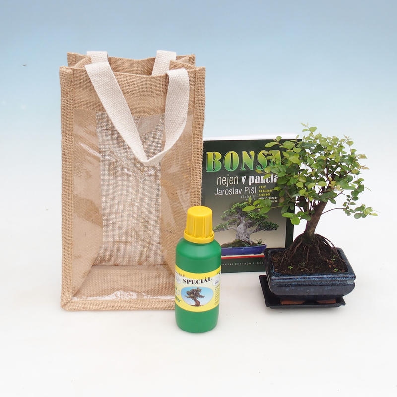Izbová bonsai v darčekovej taške - JUTA Sagerecie čajová - Sageretia thea