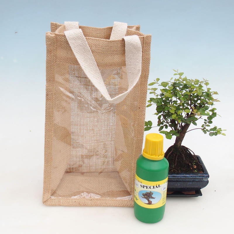 Izbová bonsai v darčekovej taške - JUTA Sagerecie čajová - Sageretia thea