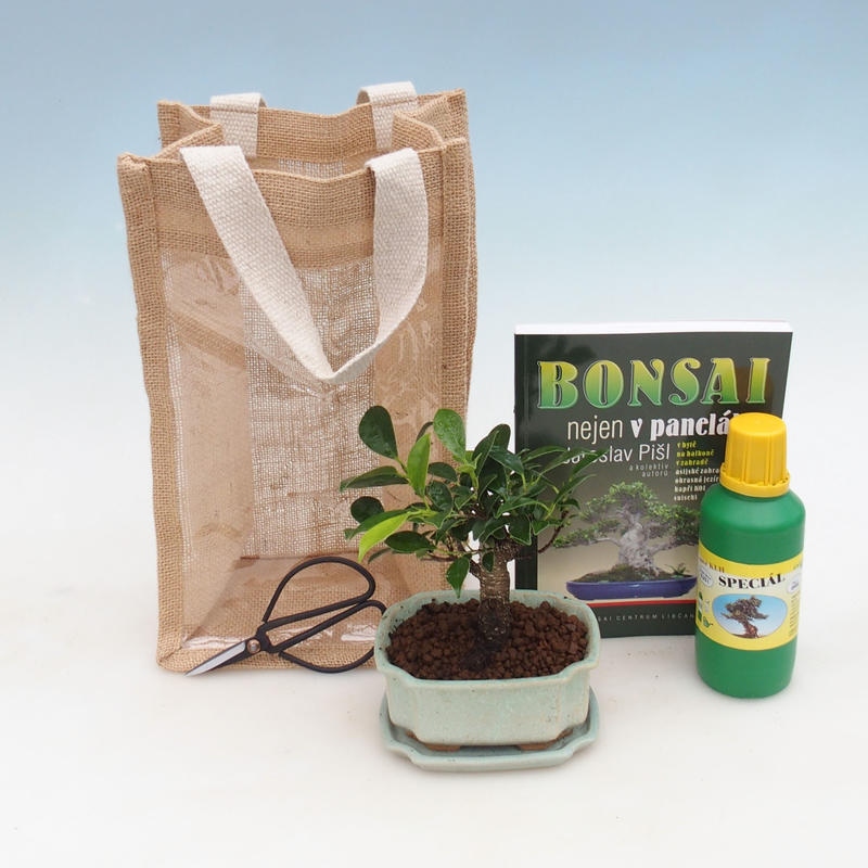 Izbová bonsai v darčekovej taške - JUTA