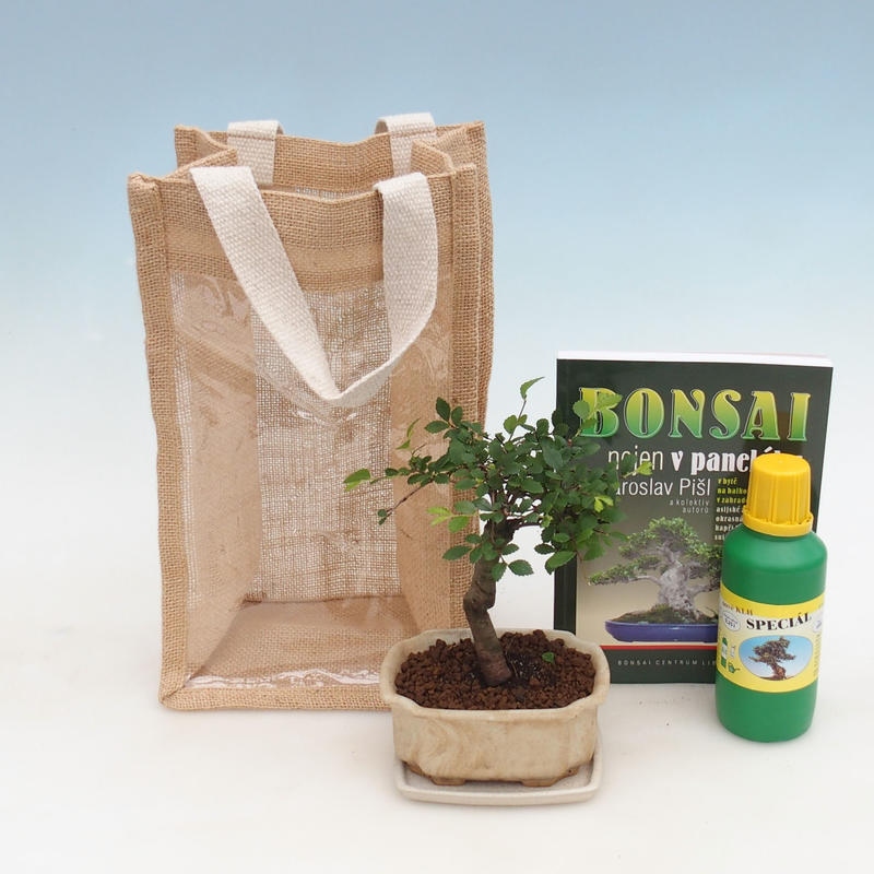 Izbová bonsai v darčekovej taške - JUTA Ulmus parvifolia-izbový brest