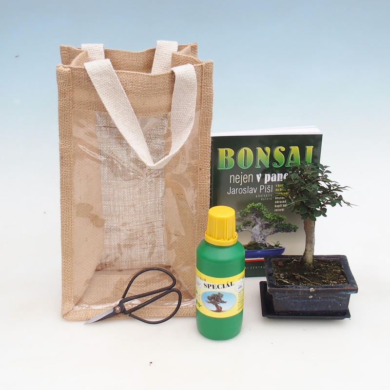 Izbová bonsai v darčekovej taške - JUTA Ulmus parvifolia-izbový brest