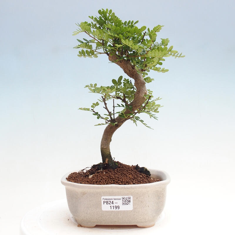 Izbová bonsai - Zantoxylum piperitum - Pepřovník