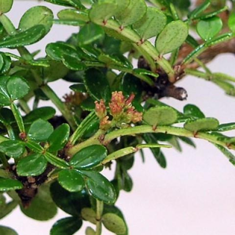 Izbová bonsai - Zantoxylum piperitum - korenistý