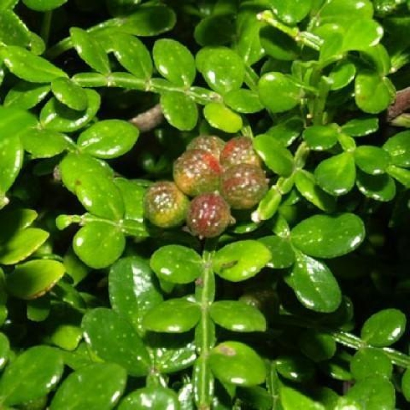 Izbová bonsai - Zantoxylum piperitum - piepor