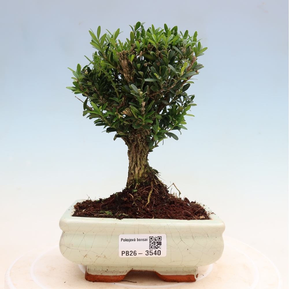 Izbové bonsaje - Buxus harlandii - korkový buxus
