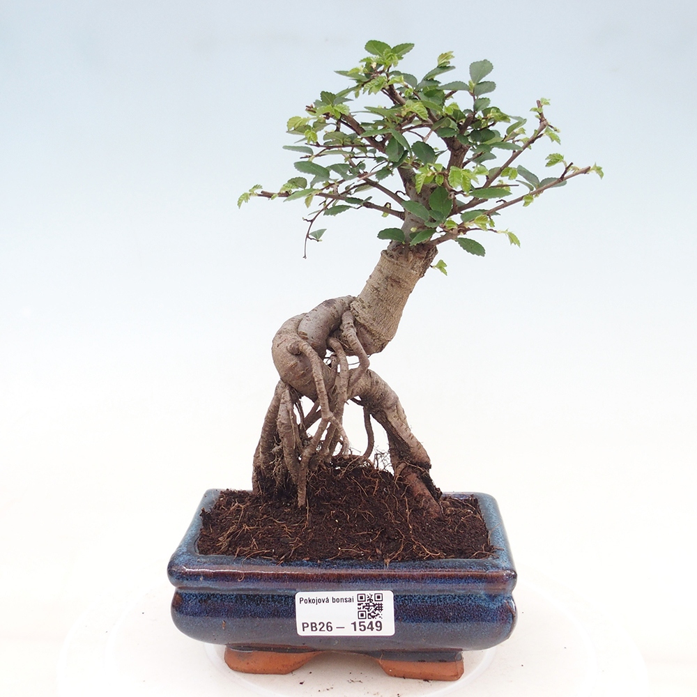 Izbový bonsaj - Ulmus parvifolia - brest malolistý
