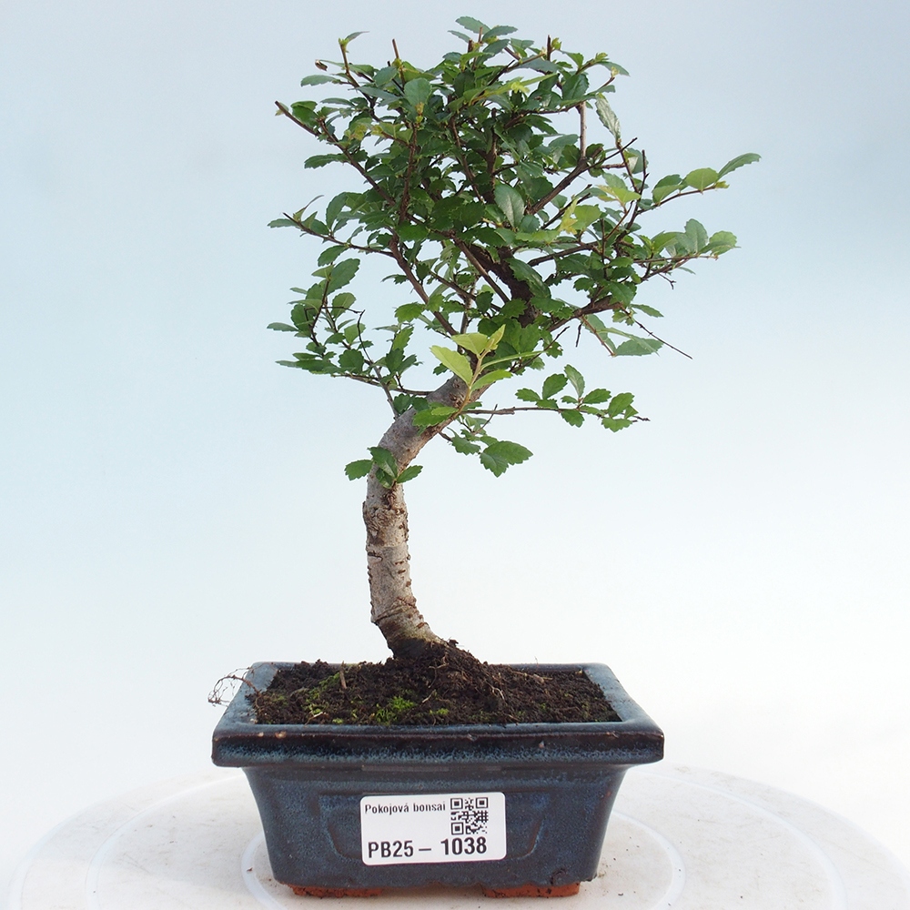 Izbová bonsai - Ulmus parvifolia - Malolistý brest