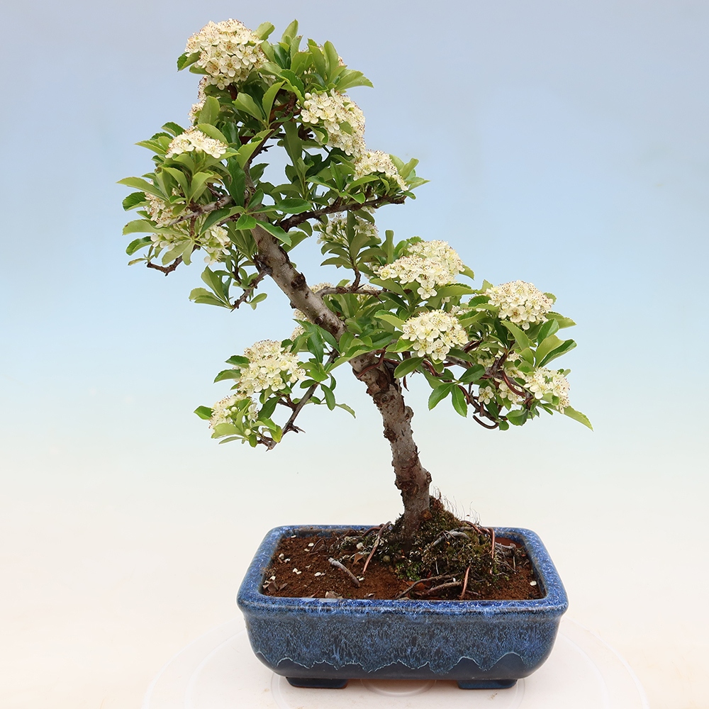 Vonkajší bonsai – Pyracantha teton – hlohovec šarlátový